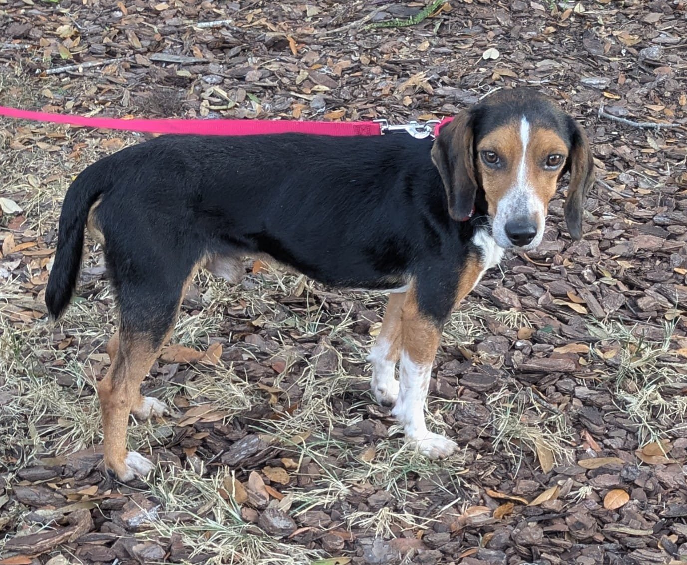 Bruce III - Photo 5