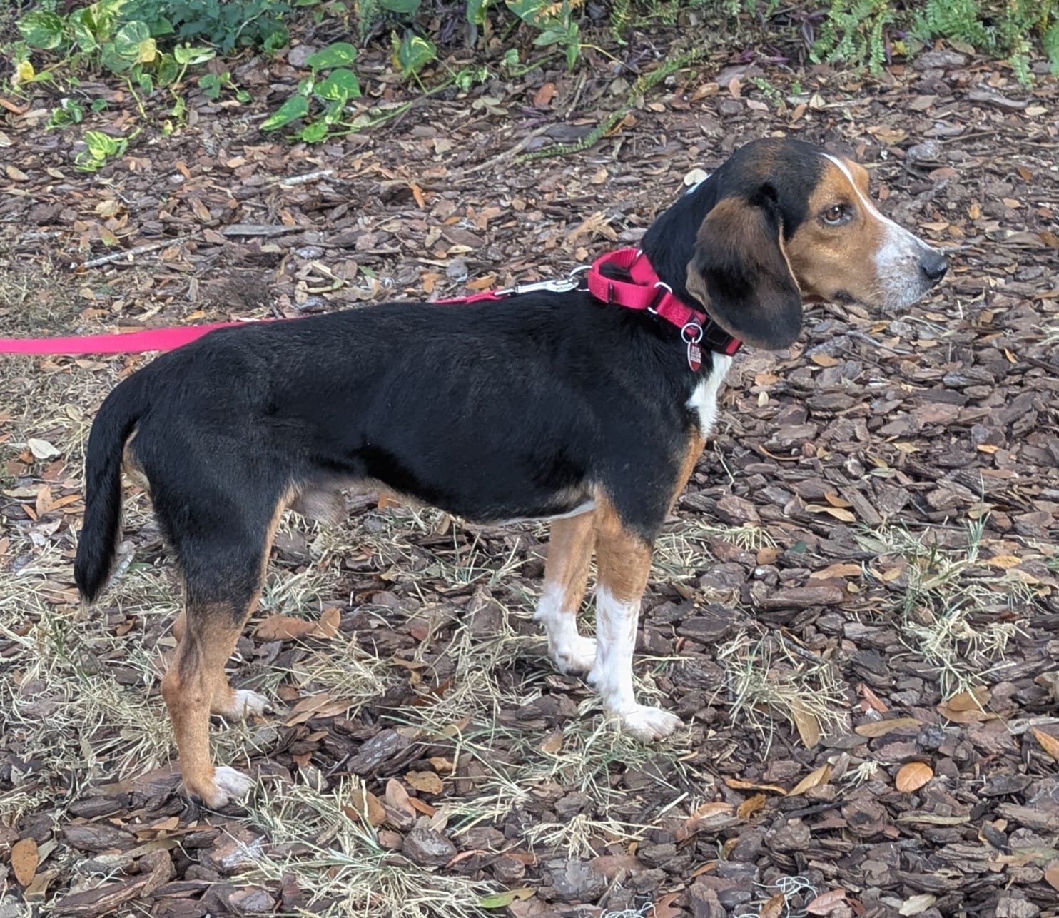 Bruce III - Photo 8