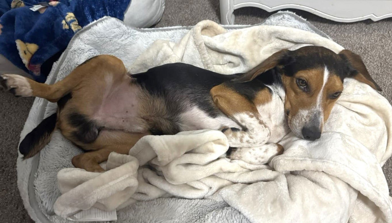 Bruce III - Photo 10
