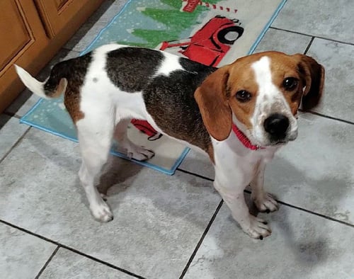 BEASLEY - Beagle available for adoption