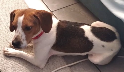 BEASLEY - Beagle available for adoption