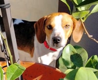 Beasley - Photo 4