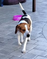 Beasley - Photo 5