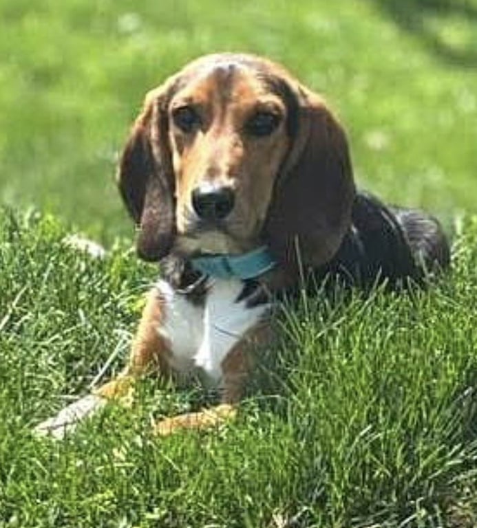 Ivan Image