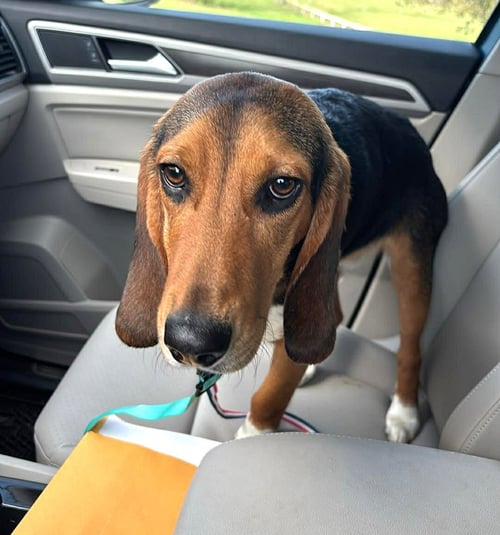 IVAN - Beagle available for adoption