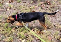 Ivan - Photo 8