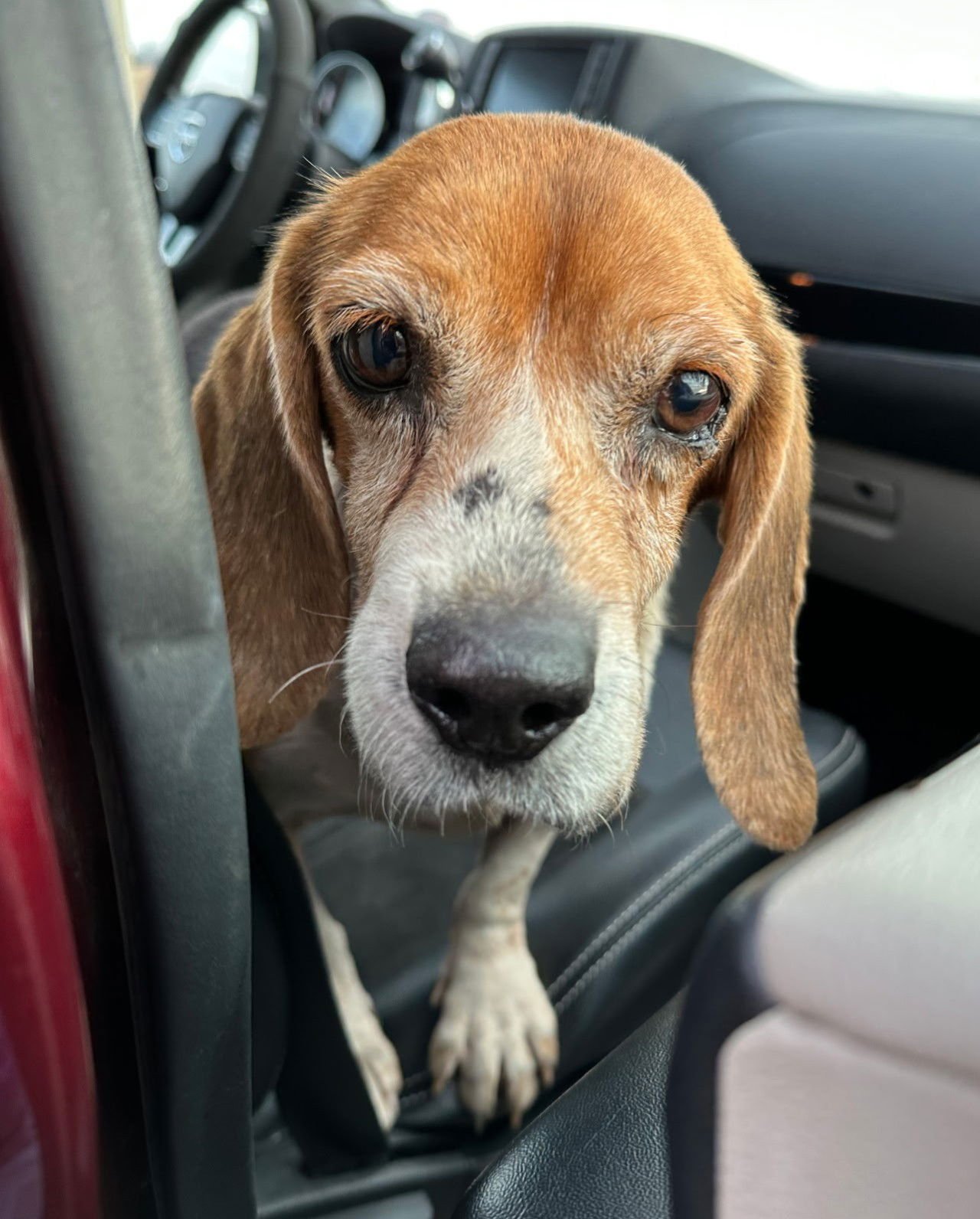 MATTY - Beagle available for adoption