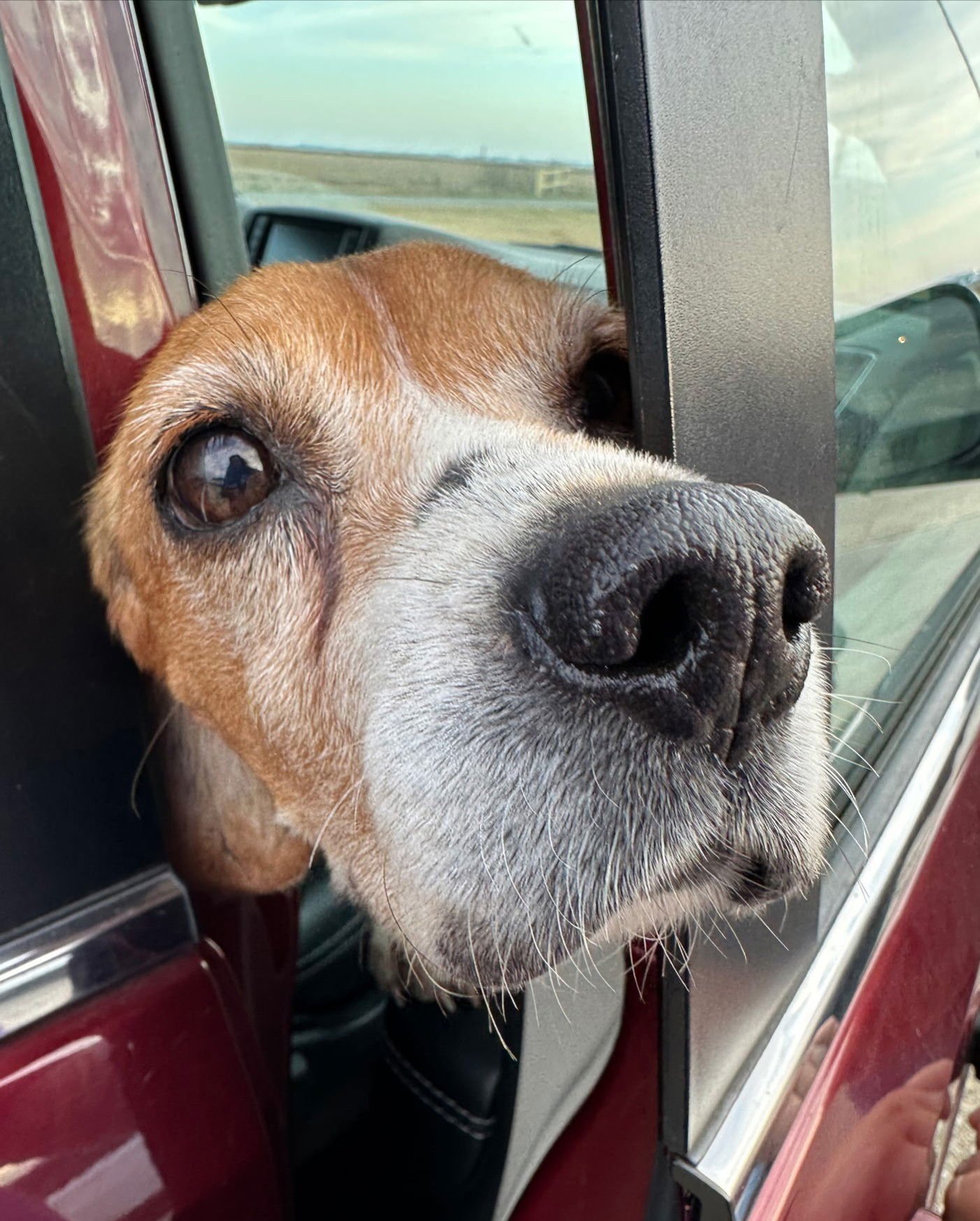 MATTY - Beagle available for adoption