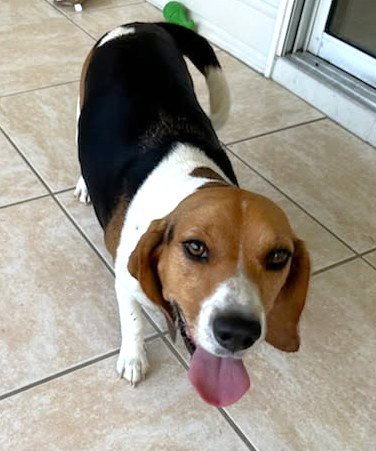 DIXIE LEE - Beagle available for adoption