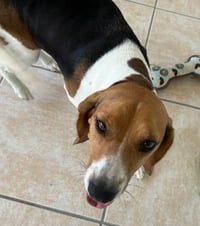 Dixie Lee - Photo 2