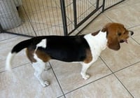 Dixie Lee - Photo 4
