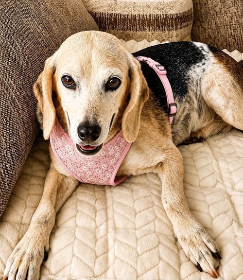 BESSIE III - Beagle available for adoption