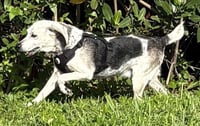 Bessie III - Photo 2
