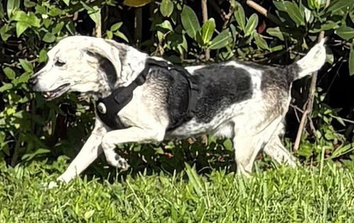 BESSIE III - Beagle available for adoption