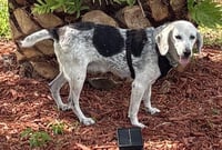 Bessie III - Photo 3