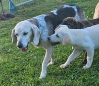 Bessie III - Photo 4
