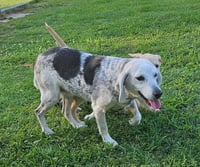 Bessie III - Photo 5