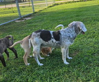 Bessie III - Photo 6
