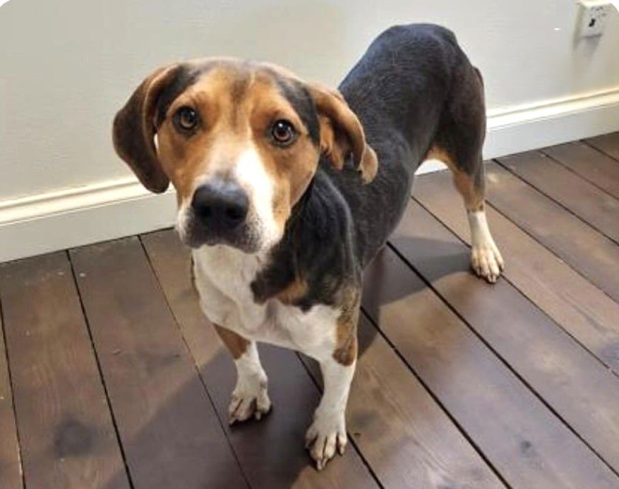 COPPER IX - Beagle available for adoption