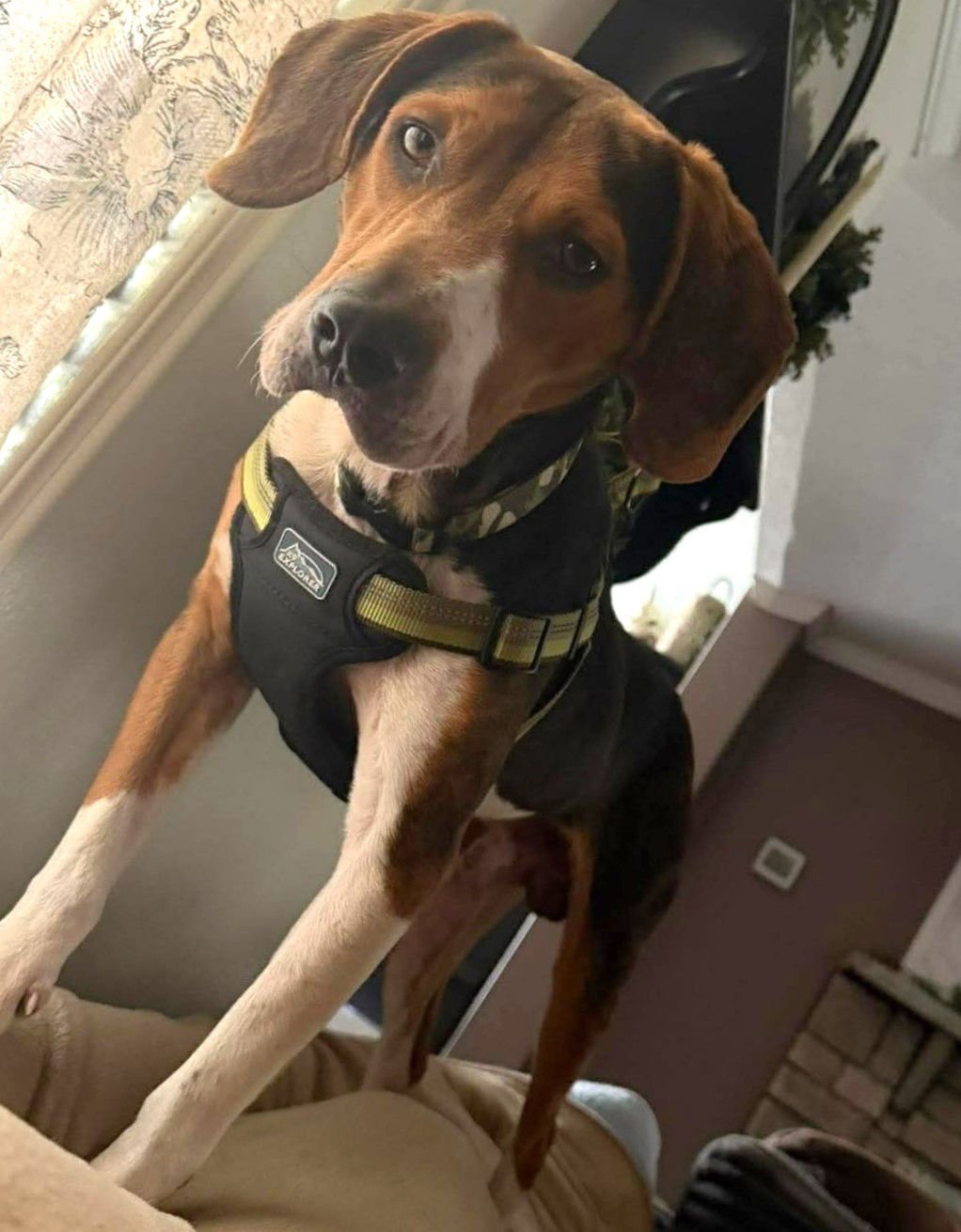 COPPER IX - Beagle available for adoption