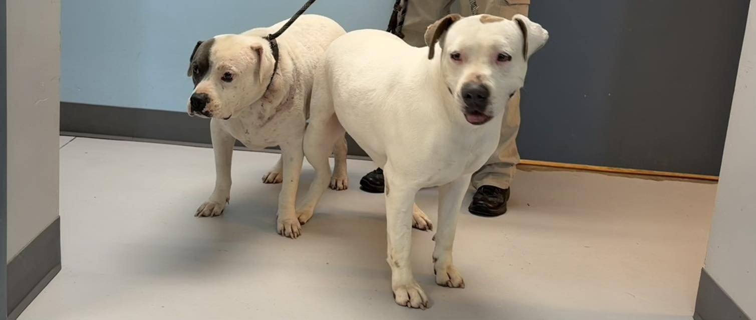 RANGER (BONDED WITH MADDIE) - American Bulldog available for adoption