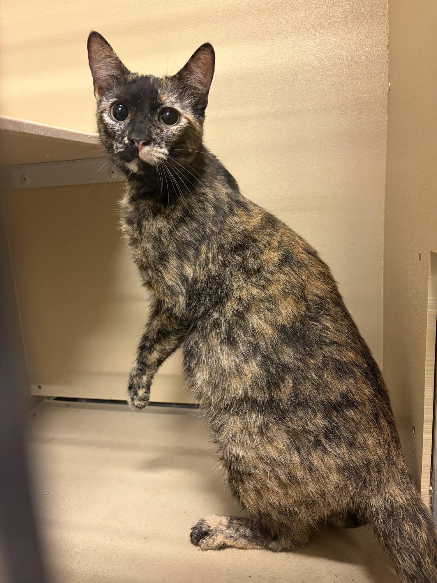 CHELSEA - Domestic Short Hair available for adoption