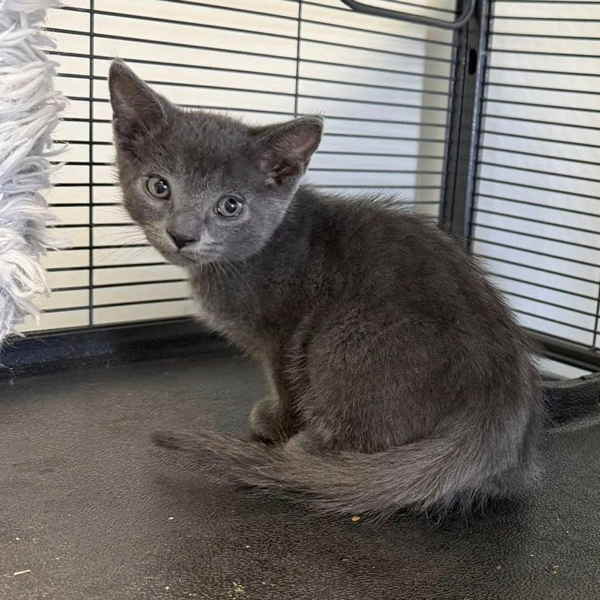 MILO - Domestic Short Hair / Russian Blue available for adoption