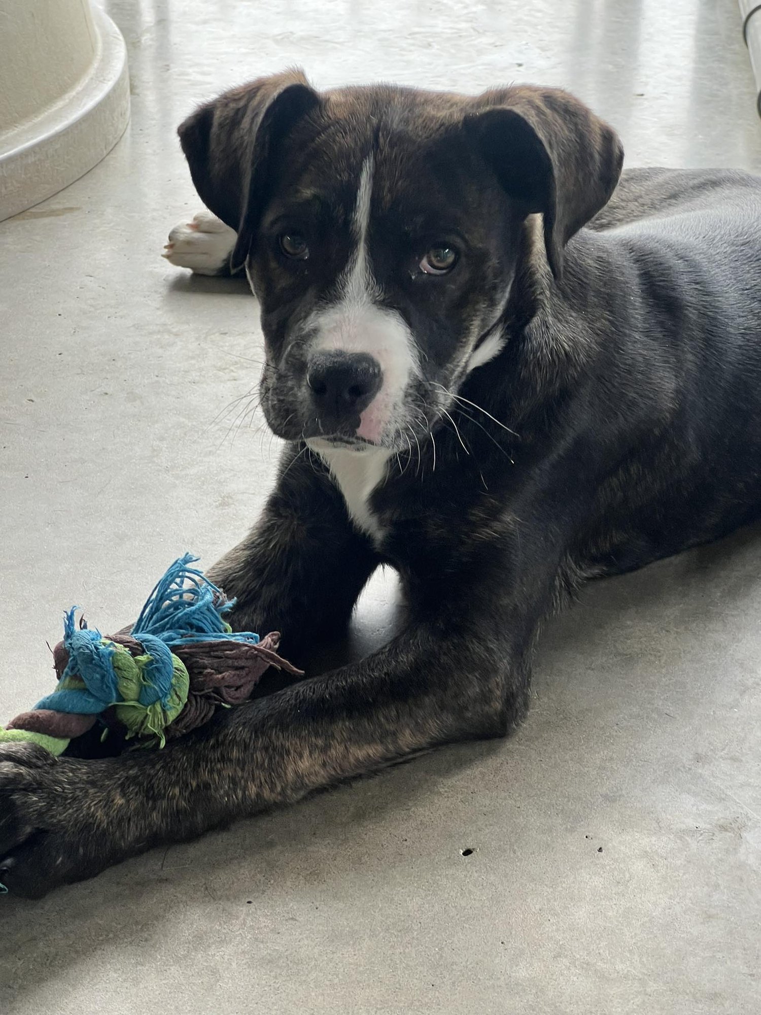 ATHENA - Hound available for adoption