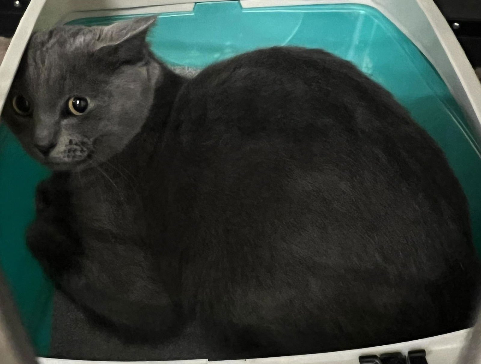 STERLING - Russian Blue / Domestic Short Hair available for adoption