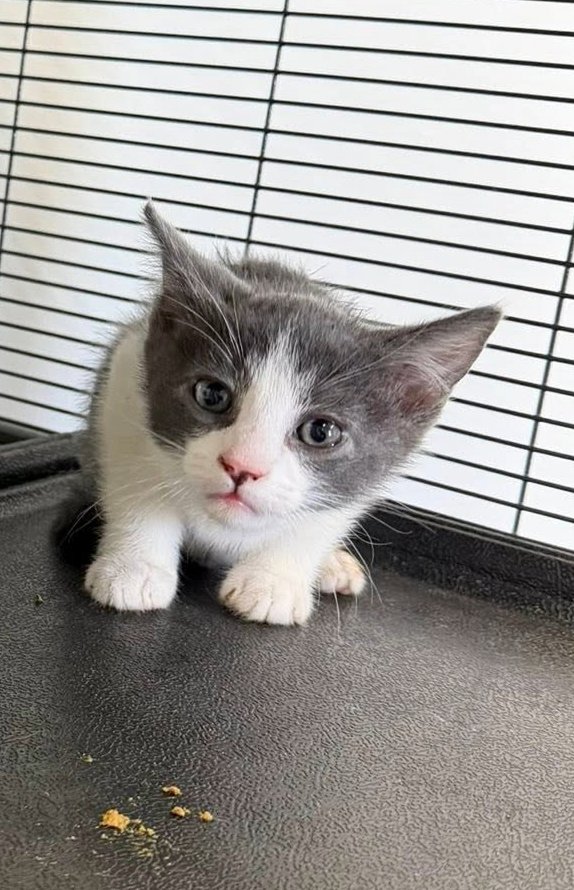 MAX - Domestic Short Hair available for adoption
