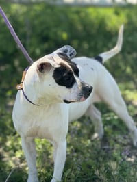 COOKIE 10122 - Photo 3