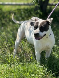 COOKIE 10122 - Photo 2
