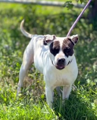 COOKIE 10122 - Photo 1