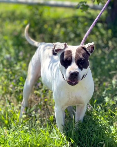 COOKIE 10122 - Pit Bull Terrier available for adoption