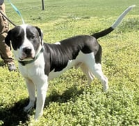 Rocko - Photo 1