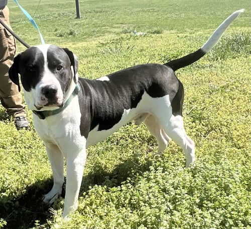 ROCKO - American Bulldog available for adoption