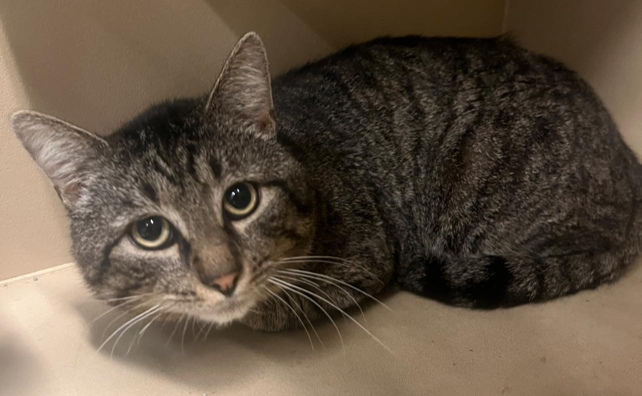 RILEY - Domestic Short Hair available for adoption