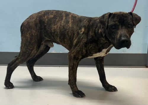 DEXTER - Pit Bull Terrier available for adoption