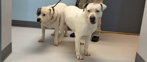 MADDIE - American Bulldog available for adoption