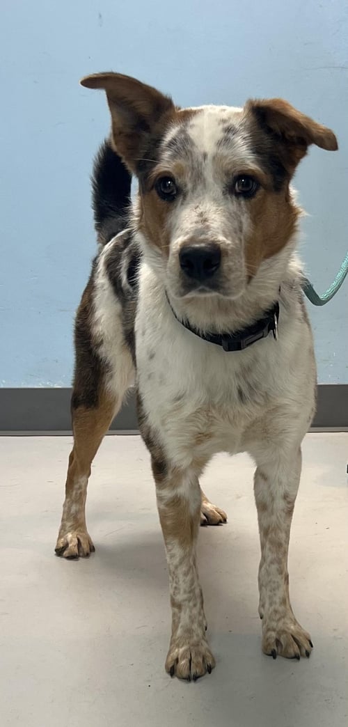 STETSON - Australian Cattle Dog/Blue Heeler available for adoption