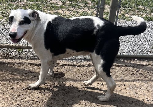 SPOTTICUS - Border Collie / Shepherd available for adoption