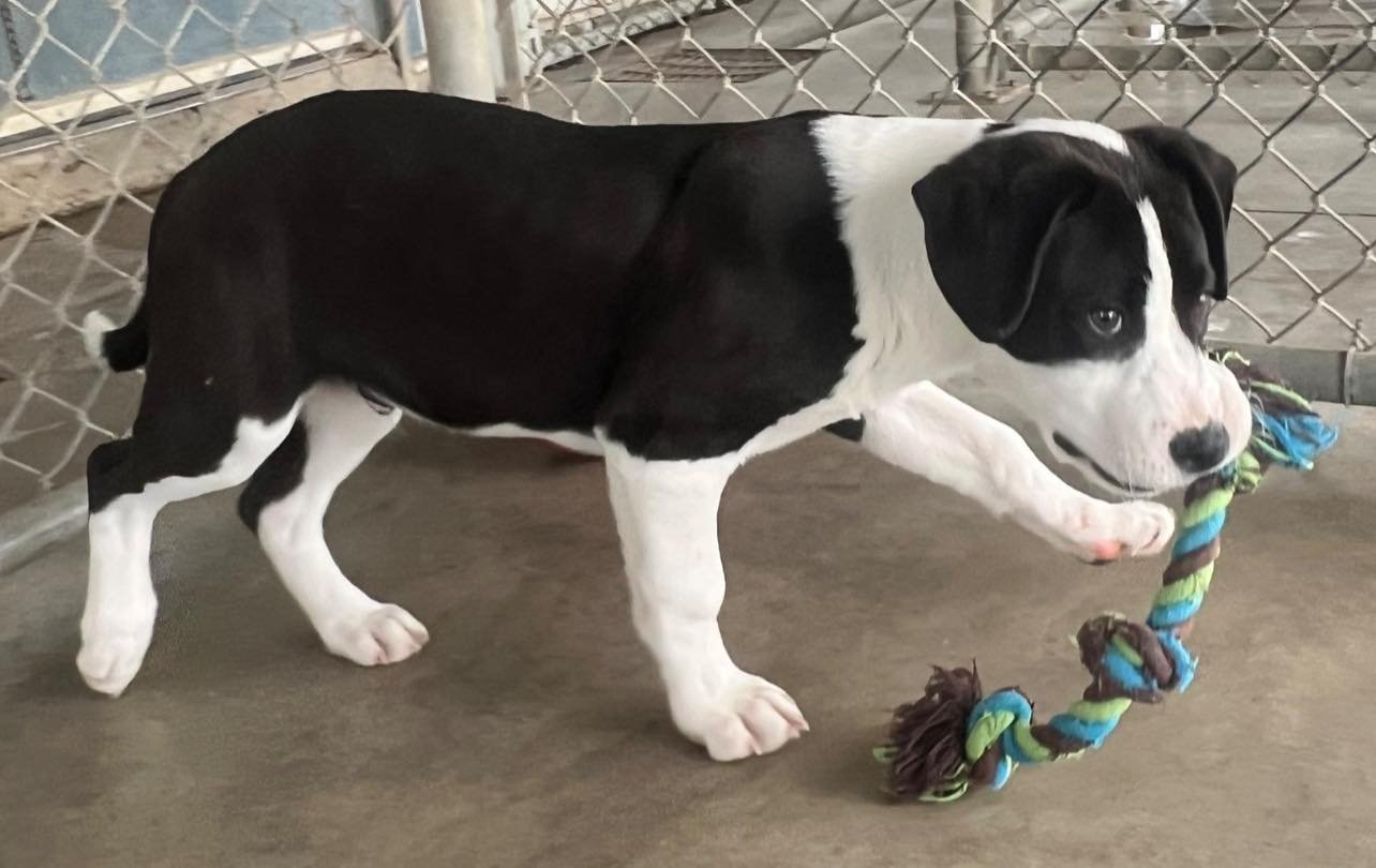 ZEUS - Hound available for adoption