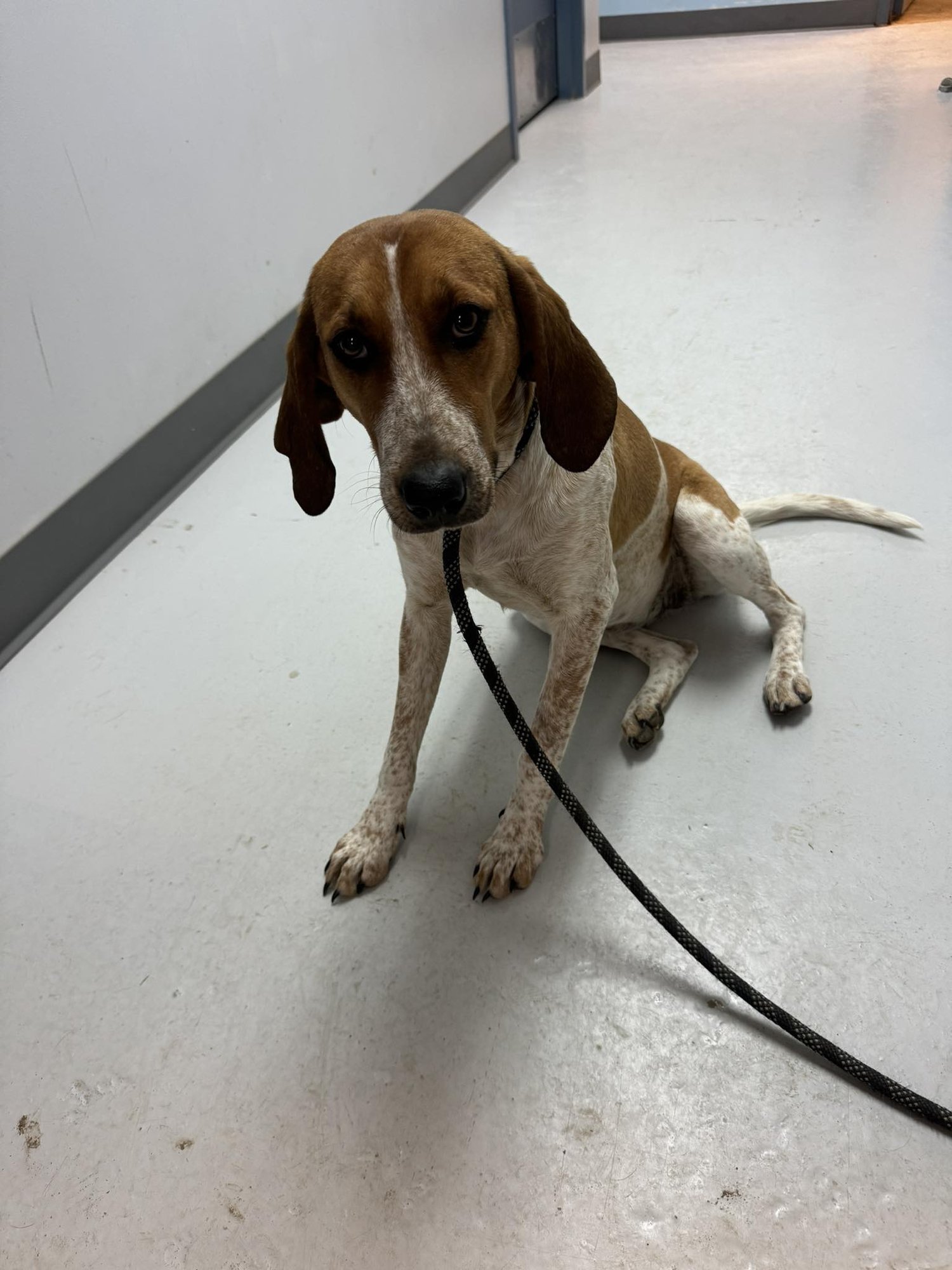 DELILAH - Coonhound available for adoption