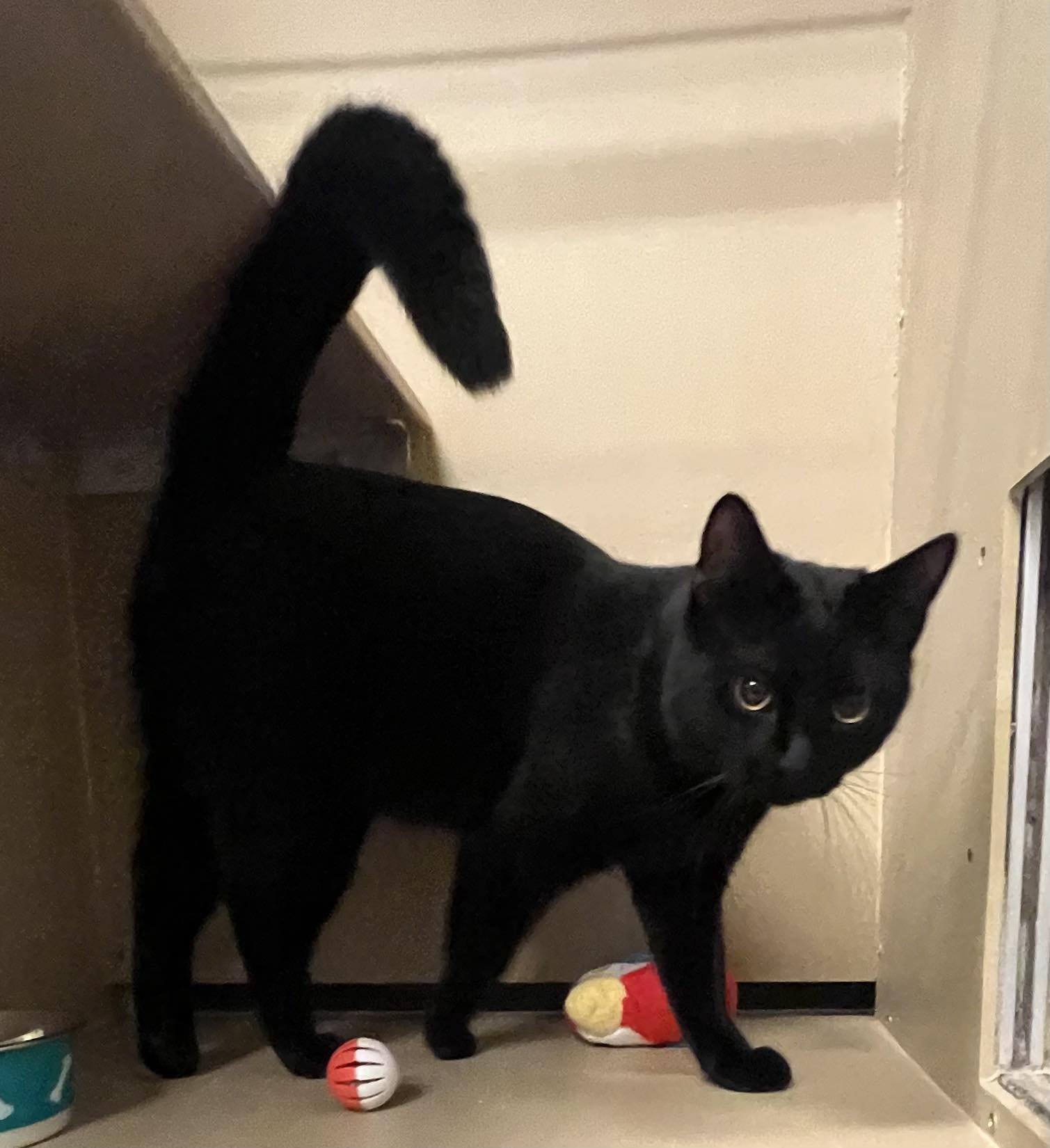 POE - Domestic Short Hair available for adoption