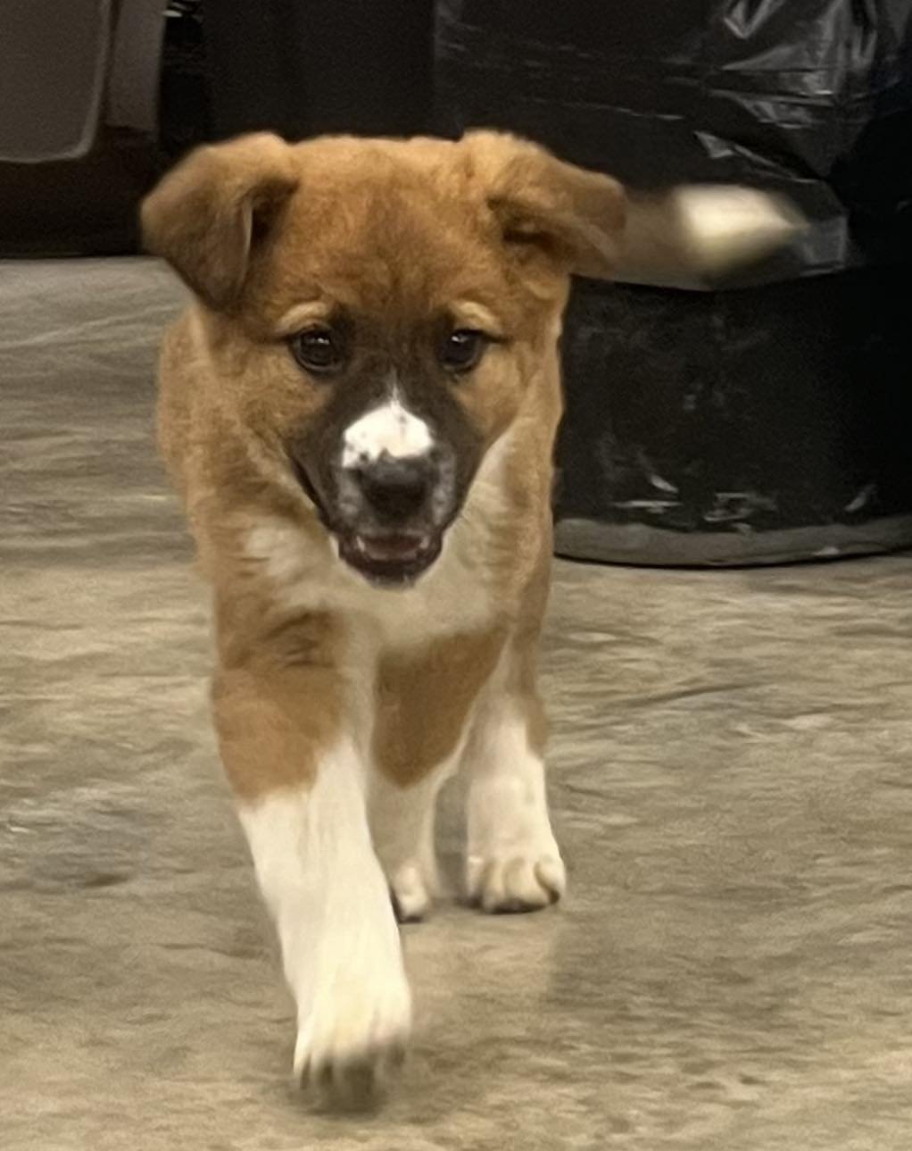 BLAIR - Anatolian Shepherd / Shepherd available for adoption