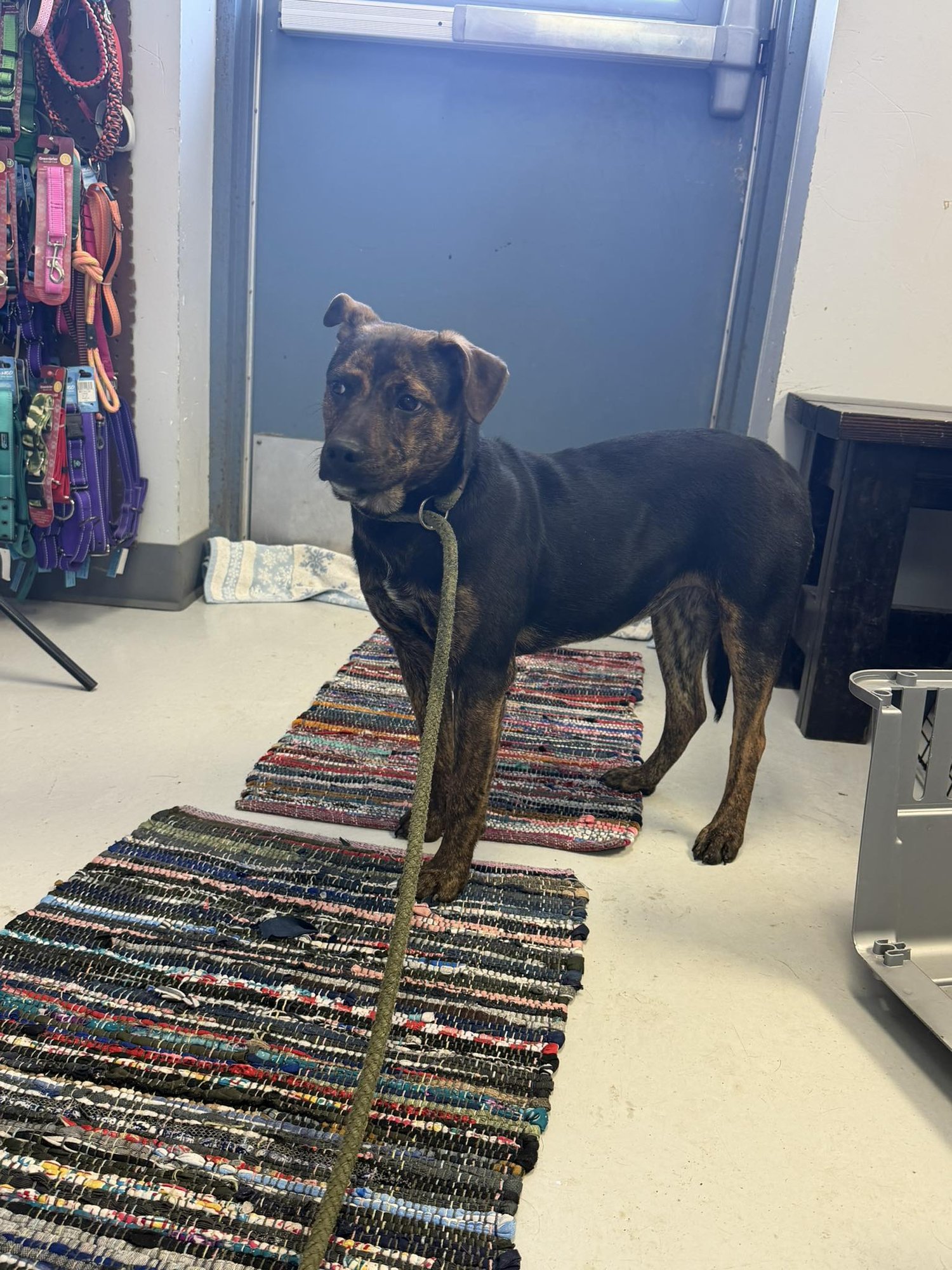 DIXIE - Basenji available for adoption