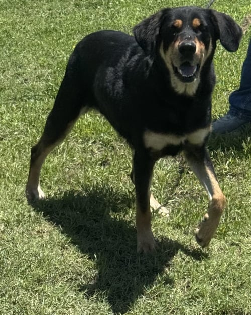 MEDUSA - Hound available for adoption