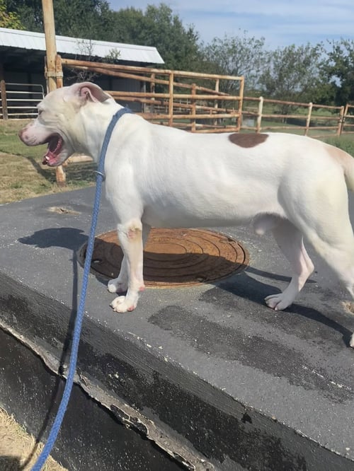 STEWIE - Pit Bull Terrier available for adoption