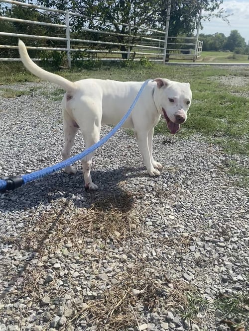 STEWIE - Pit Bull Terrier available for adoption