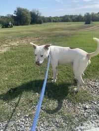 Stewie - Photo 3